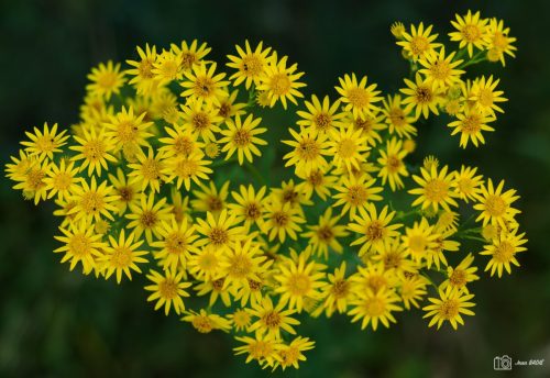 JBADIE Jaune-10