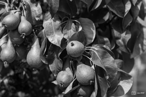 JBADIE BnW-1