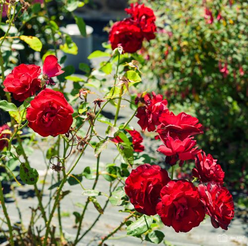 JBADIE Rouge-12