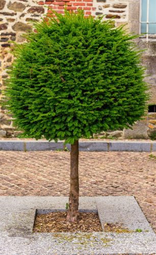 JBADIE FougeresVERT202606-5