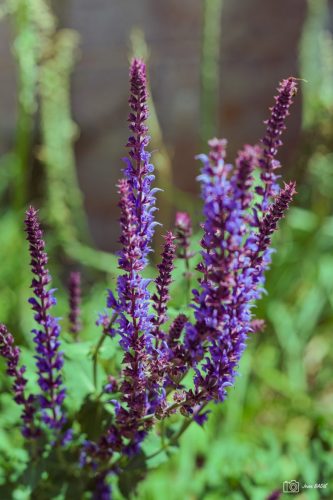 JBADIE Violet-1
