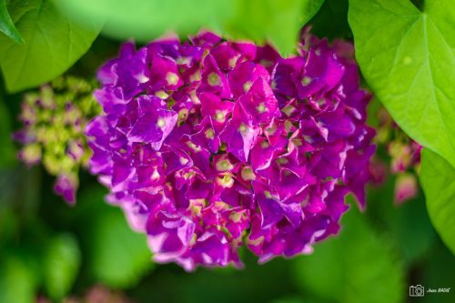 JBADIE Violet-5